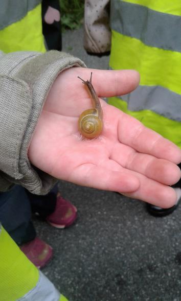 mange rumpetroll som vi tok med oss tilbake til barnehagen. Her la vi dem i ett terrarium på avdelingen.