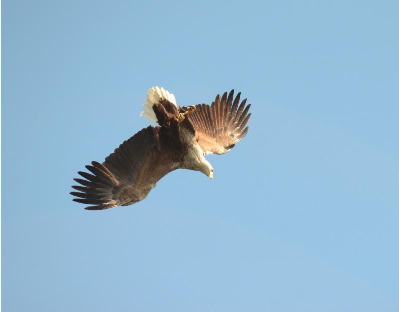 Havørn (Haliaeetus albicilla) Havørna er en norsk ansvarsart, noe som betyr at arten er truet av utrydding på verdsbasis, mens Norge har levedyktig bestand og dermed et spesielt ansvar for å ta vare