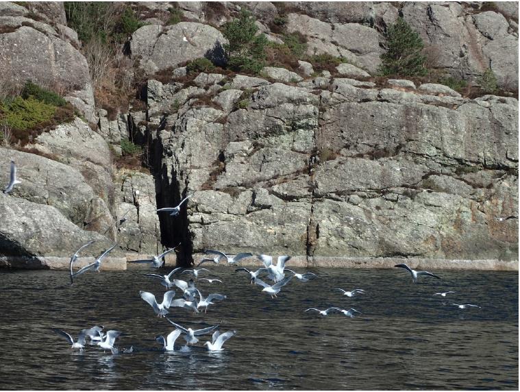 Ved å kaste ut fisk (mest småpale) ved anlegget viste ørnen stor interesse, og som regel kom en av fuglene og hentet fisken. På det nærmeste kom ørnen inn på under 10 meters hold.