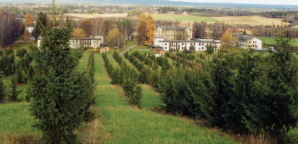 Sanderud frøplantasje i 2001 Genetisk