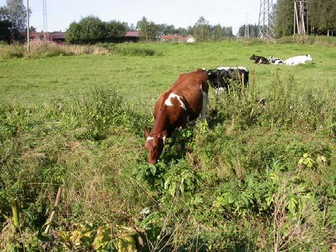 Kjempebjørnekjeks: Forsøk med ulike ugrasmidler og