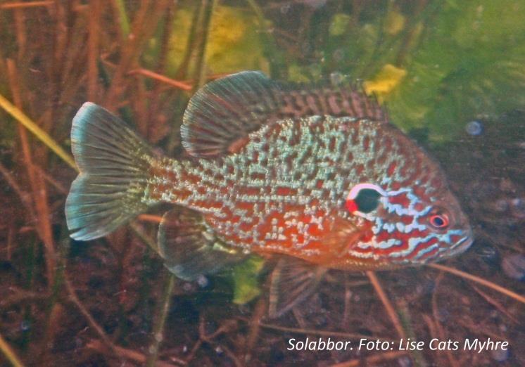 3.6 Rødgjellet solabbor Rødgjellet solabbor (Lepomis gibbosus) tilhører familien solabborer og finnes naturlig i østlige og sentrale deler av Nord-Amerika.