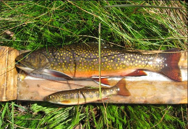 3.8 Bekkerøye Bekkerøya (Salvelinus fontinalis) tilhører laksefamilien og har sin naturlige utbredelse i nordøstlige deler av Nord-Amerika. I kystnære vassdrag opptrer den også i en anadrom form.