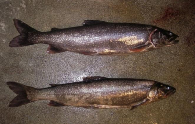 3.9 Canadarøye Canadarøye (Salvelinus namaycush) tilhører laksefamilien og har sin naturlige utbredelse i den nordlige delen av Nord-Amerika, fra Alaska gjennom Canada til de store sjøene i det