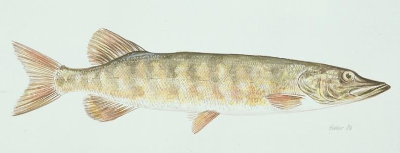 4.5 Gjedde Gjedde (Esox lucius) tilhører Gjeddefamilien og er en utpreget østlig innvandrer (Huitfeldt-Kaas 1918).