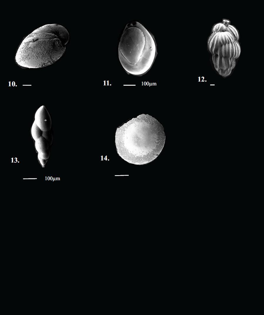 Appendiks B PLANSJE 2 SEM bilder fra bentiske foraminifera i kjerne GS12-172-04PC. Skalen er 50 µm hvis ikke annet er oppgitt. 10. Nonion labradoricum (Dawson) 11.