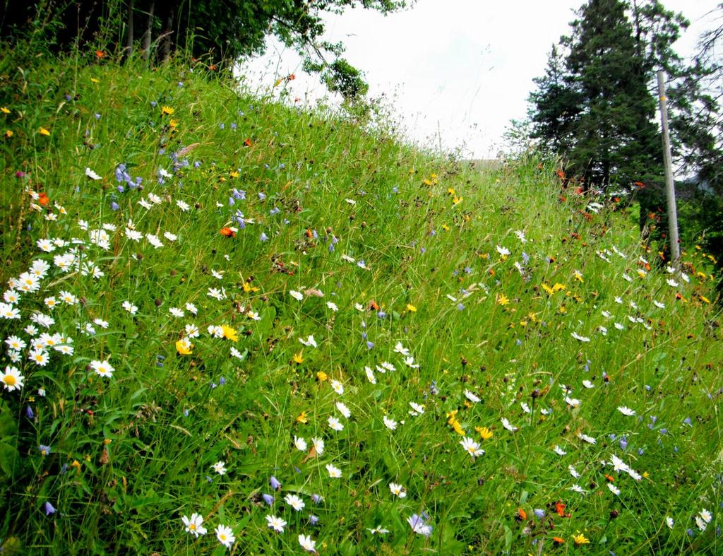 Slåttemark i Hordaland Utvald naturtype Tilskotsordningar gjev det lettare med