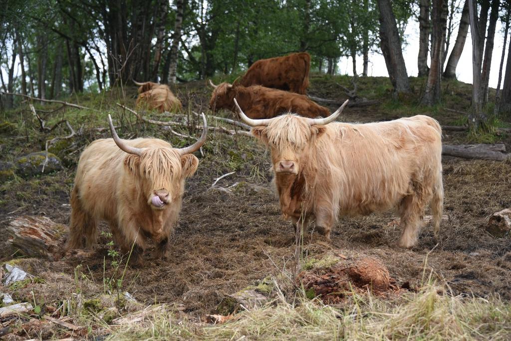 Voksenagronomen - utredning av en nasjonal modell Margrete