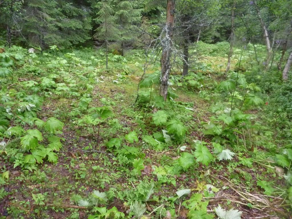 Bilde 3: Parti med høgstaudeskog dominert av tyrihjelm. I den eldste granskogen er feltsjiktet relativt sparsomt, og består hovedsakelig av småbregner, gaukesyre og noe blåbær.