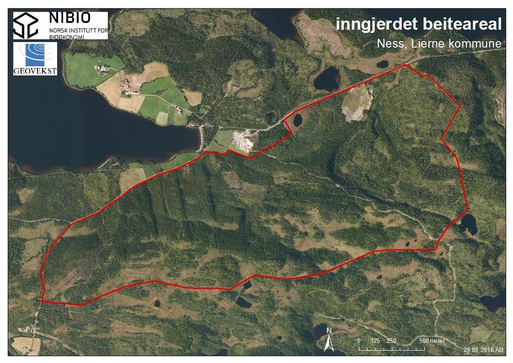 1 INNLEDNING Etter henvendelse fra Lierne kommune i Nord-Trøndelag ble det gjennomført befaring av beitearealet i et rovdyrsikkert område på Nesset hos to gårdbrukere i Lierne den 8. og 9.