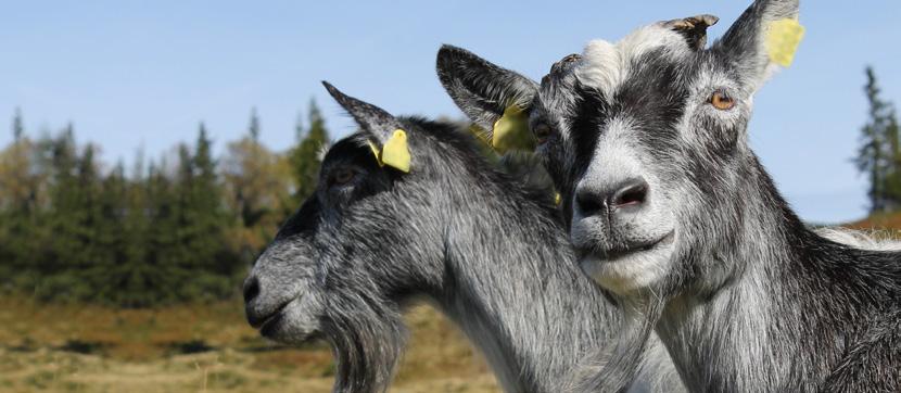 00 AAAAAAAA Foto: Marit Glærum 1. Øke årvåkenheten og forståelsen av antibiotikaresistens gjennom kommunikasjon, utdanning og trening 2.