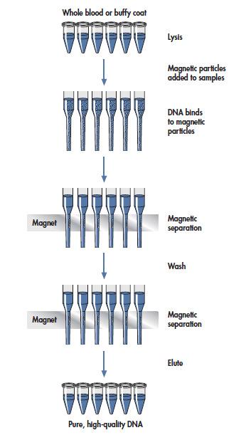 DNA/ RNA-ekstrahering Magnetkuler (automatisert) Kolonner