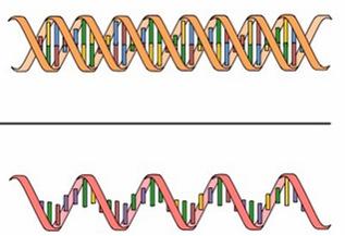 Ekstrahering av både DNA og RNA fra samme utgangsmateriale