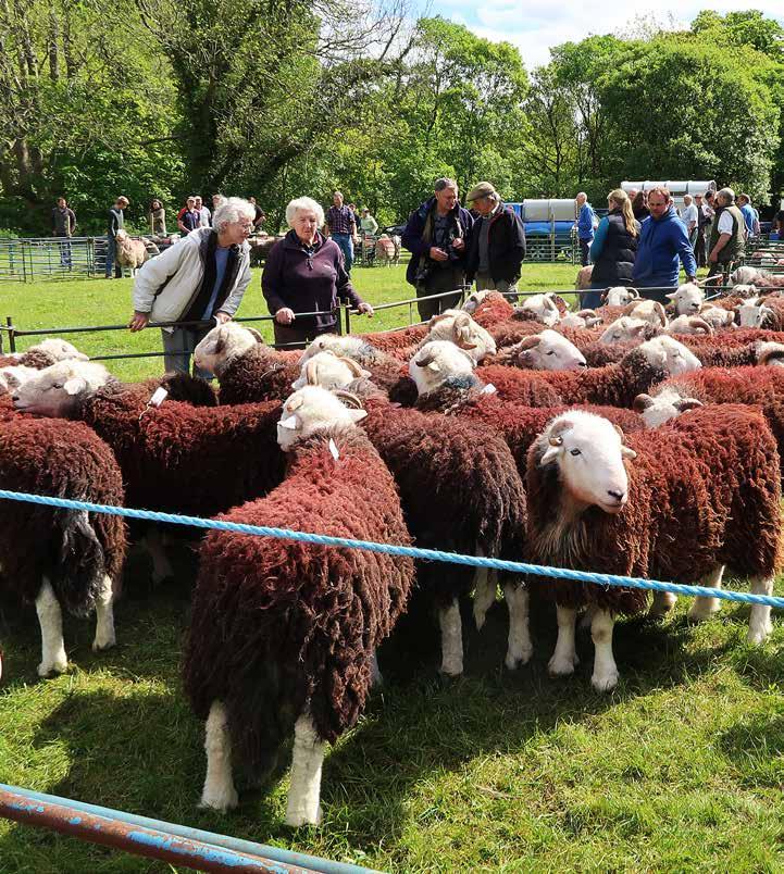 fotografert International Sheep Veterinary Congress ble arrangert i Harrogate i England i mai. Tore Tollersrud, Vibeke Tømmerberg og Synnøve Vatn deltok fra Animalia.