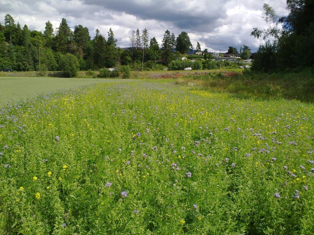 Kartlegging av humler og dagsommerfugler i blomsterfelt på Steinssletta i