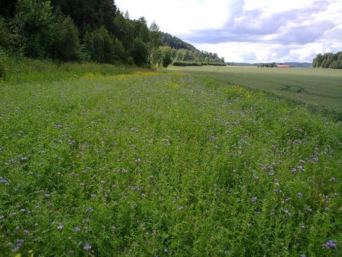 Noe vintervikke og blodkløver. Jordrøyk. Hvitkløver langs kanten borterst mot skogen. Stedvis en del tistler (mest åkertistel) langs kanten.