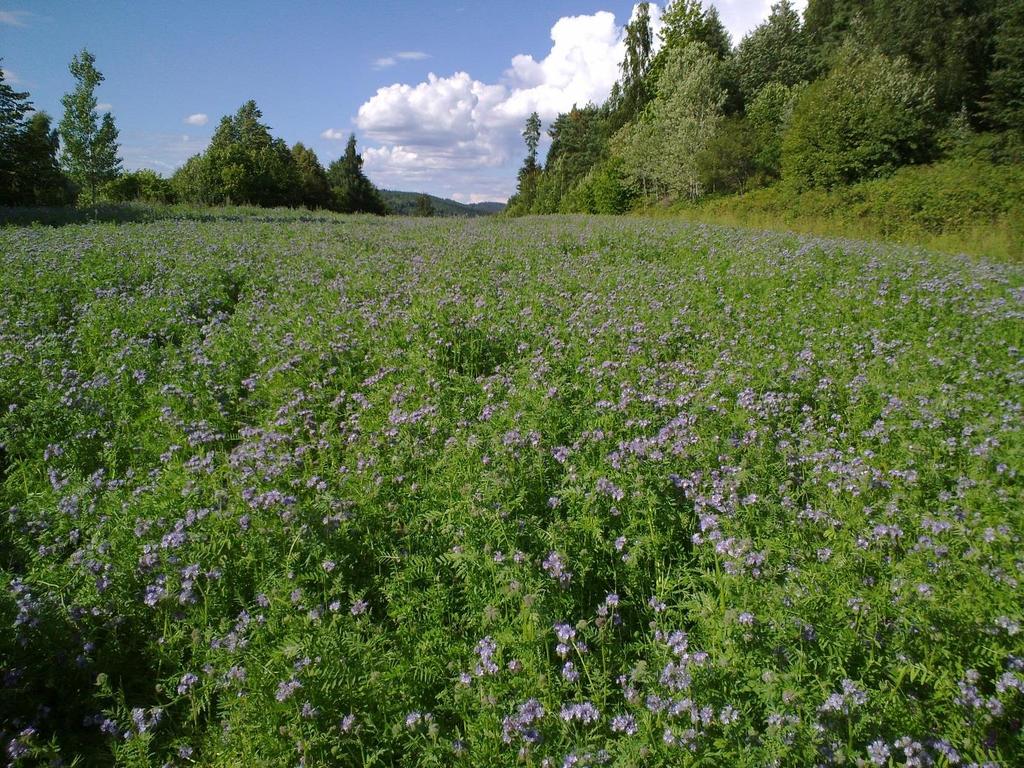 Felt 3 Lore(åsen) Felt 3 Lore(åsen) og omgivelsene fotografert 21. juli 2016. Mye honningurt i blomst.