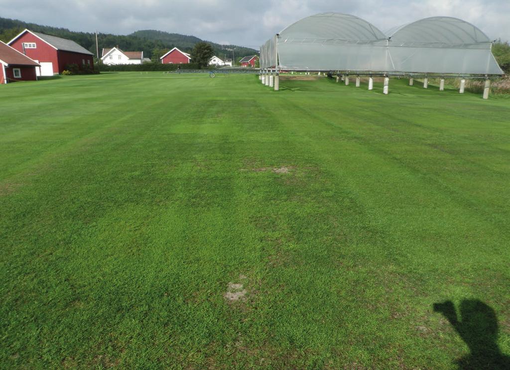 5 Veirapp Supranova Rødsvingel med korte utløpere Raigras Rødsvingel uten utløpere Engrapp Sølvbunke Barchampsia 6 Figur 1: Slitasjetoleranse på fotballbaner Engrappsorter Raigras Slitasjeevne, 1-9,