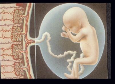 significant during organogenesis and in the early fetal