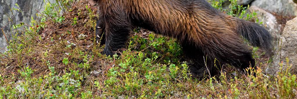 Asle Fotosafari Finland 2017