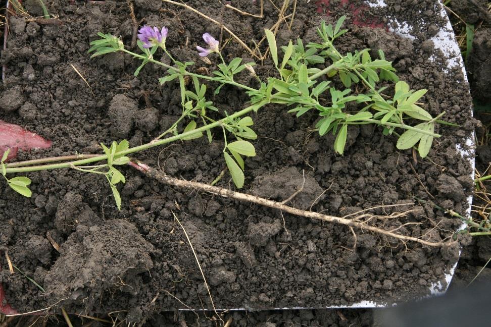 Kraftig jordarbeiding for å takle kveka, vil føre til store N tap. Dersom gjenlegget såes uten dekkvekst må eventuelt ugras pusses ned før det danner frø, og kveler gjenlegget.