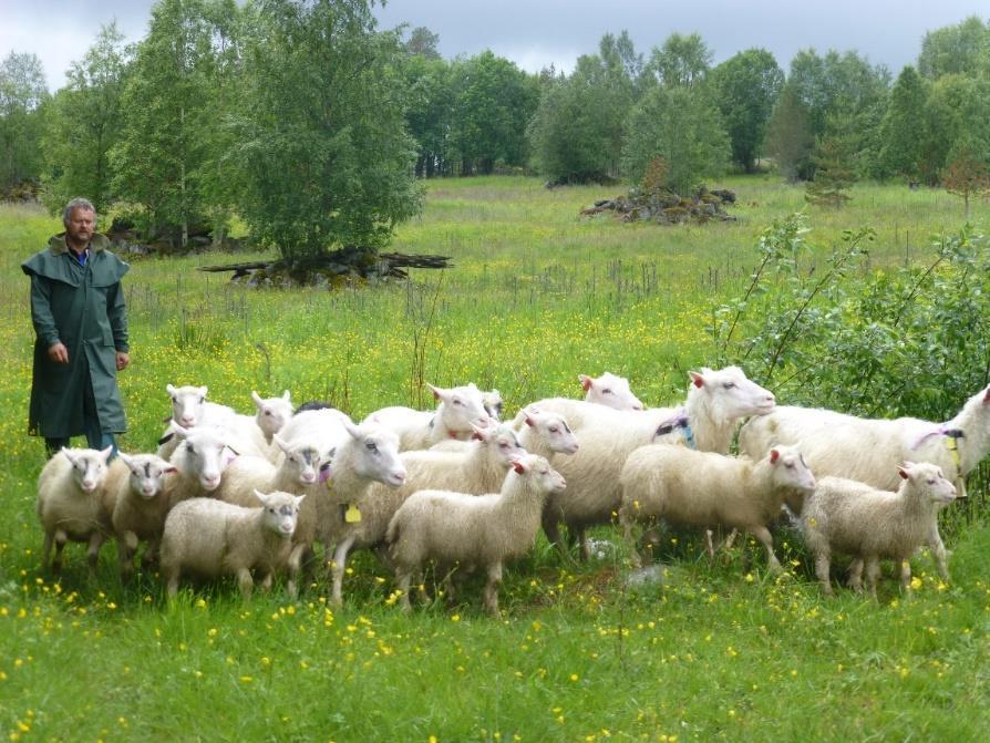 Konklusjoner Med bakgrunn i data fra prosjektet ble kostnadene til etablering og drift av ekstra innmarksbeite beregnet.