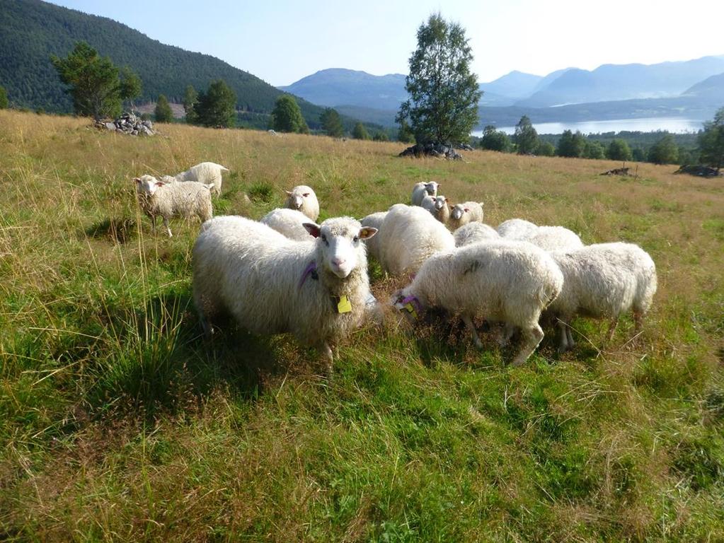 www.norsok.no Norsk senter for økologisk landbruk, NORSØK er ei privat, sjølvstendig stifting.