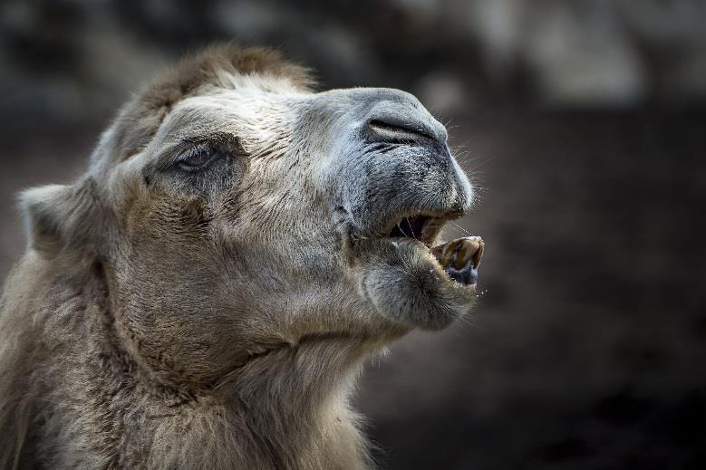 Strategier for å bruke faguttrykk: 1 Svelg en kamel, velg allmennordet Hvilke ord bruker folk egentlig?