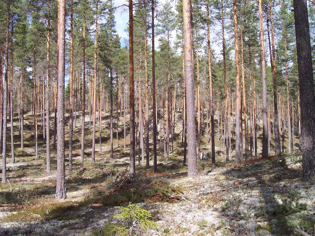 UNIVERSITETET FOR MILJØ- OG BIOVITENSKAP Erfaringer: Unngå lauvskog Volum, systematiske feil 7