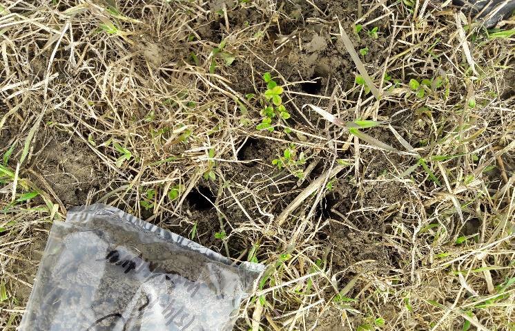 Registeringer I 2011 ble det påvist planteparasittære nematoder på to økologiske gårder i Midt-Norge.