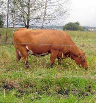 Beite av verneområder Åpne opp og ivareta naturvernområder med skjøtselsbehov. Beiting er et effektivt middel i skjøtselen av naturvernområder, som flere steder er truet av gjengroing.