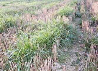 Fangvekster sådd sammen med vekster Redusert avrenning av nitrogen, fosfor og jord. Gras skal sås i sammen med åkerveksten eller litt seinere på våren. Graset vokser videre når åkerveksten er høstet.