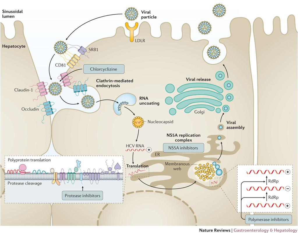 HCV life cycle and site of action of DAAs HCV livssyklus og angrepspunkter for nye HCV legemidler Götte, M. & Feld, J.