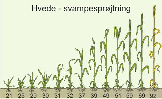 Soppsprøyting høsthvete Moddus + 40 ml Proline +