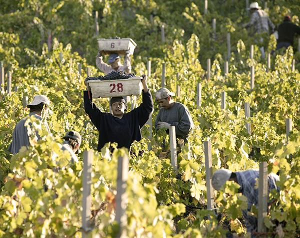 Folktale Winery & Vineyards ble grunnlagt av Bob og Patty Brower i 1982 som Chateau Julien Wine Estate, inspirert av deres turer til Bordeaux i Frankrike.