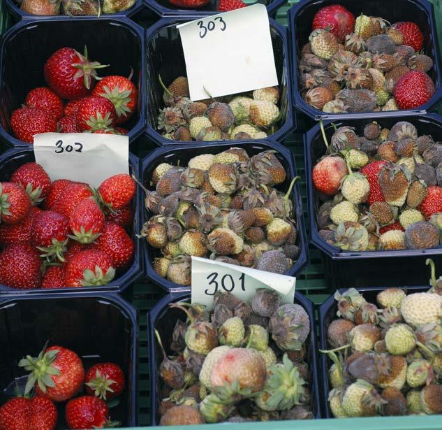 Gråskimmel som er resistent mot soppmidler er en utfordring Soppen gråskimmel (Botrytis cinerea) på jordbær har vist seg å ha omfattende resistens mot godkjente soppmidler.