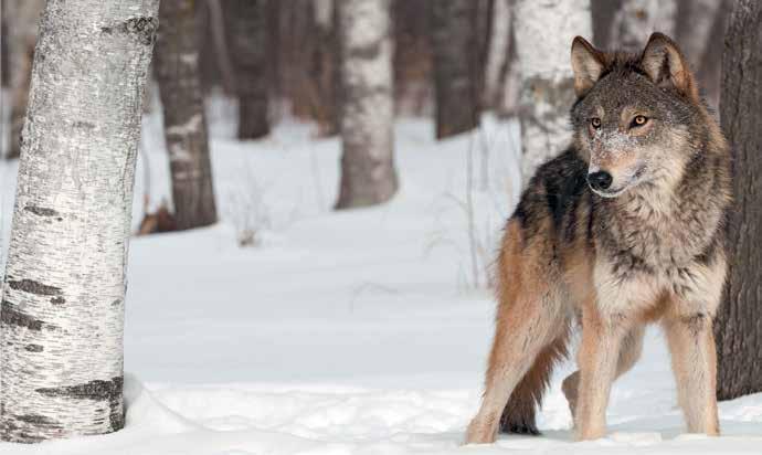 ROVDYRGJERDE Ulv Ulvebestanden øker og kommer tettere og tettere på våre husdyr. Bor du i et utsatt område, har vi konkrete erfaringer og kunnskap, hvordan du best beskytter dine dyr mot ulveangrep.