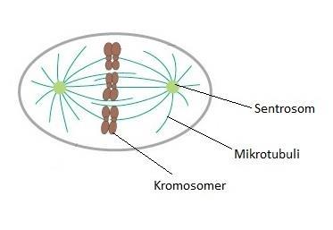 Innledning må DNA være fullstendig replikert og sentrosomet duplisert.