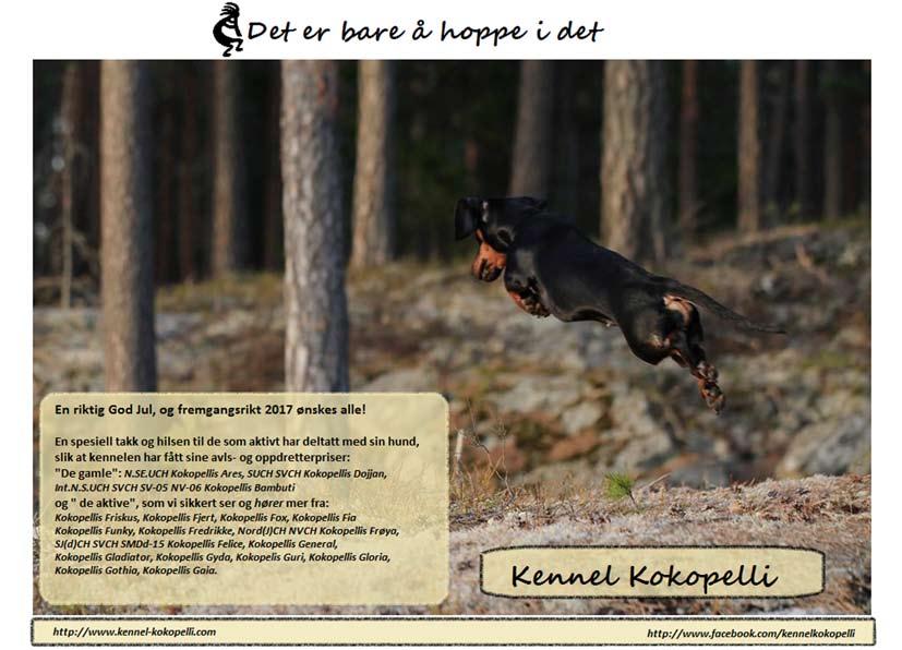 dachshund, tispe SDKUCh NVCh Storfotens Rikke NO53050/13 (NUCh