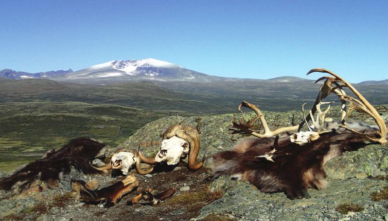 Naturveiledning og formidling I likhet med foregående år har det vært ansatt naturveileder som har betjent viewpoint SNØHETTA fem dager i uka i juli, august og september.