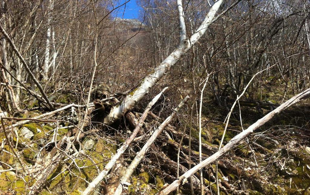 I skogen og ned til ca 50 moh er terrenghellinga stort sett mellom 30-40. Der det er fjellhamrer er terrenget brattere, men samtidig slakere i overkant av hammeren.