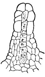 Beskytter mot uttørking og angrep fra små virvelløse dyr. Stomata (ent. stoma) = spalteåpninger el.