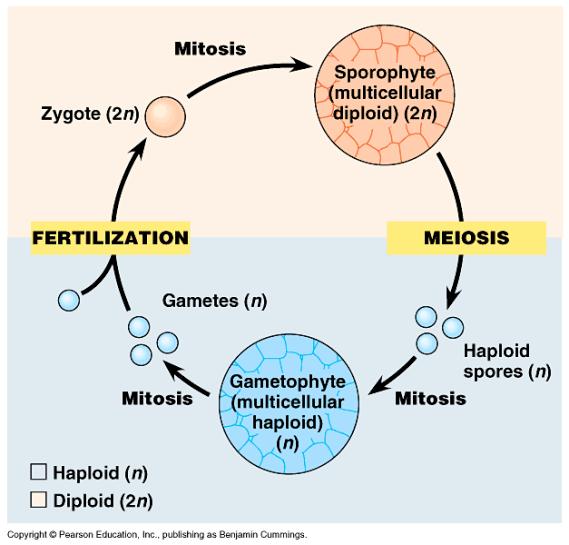 Alternation of generations =