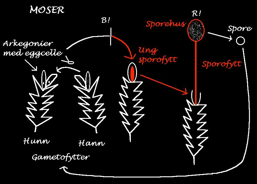 diploid generasjon (sporofytt)