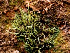 Einerbjørnemose Polytrichum