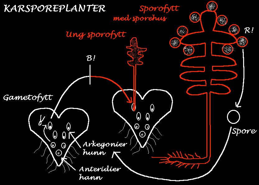 (Charophyta) Flikvårmose