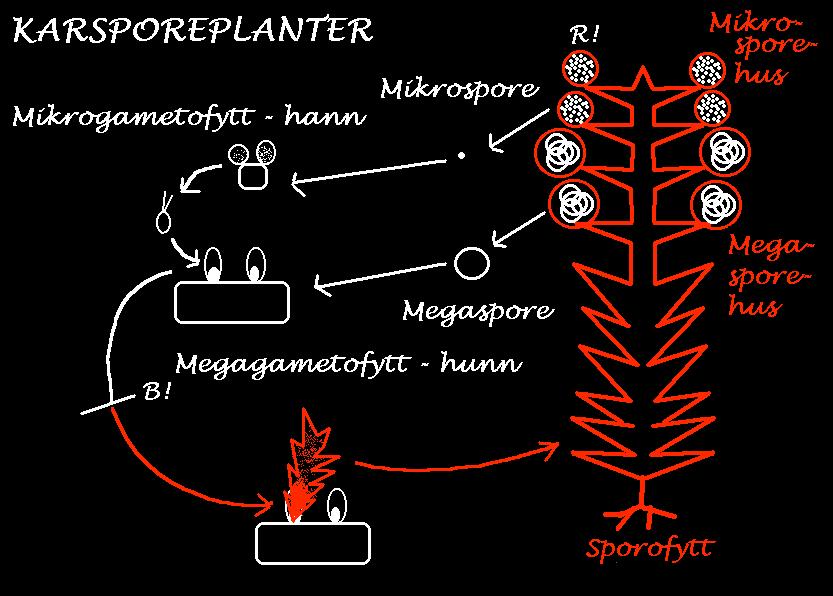 Homosporous = homospori: Planter med bare én type sporer.