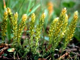 Nivå: Karsporeplanter Sneller (Equisetopsida) Kråkefotplanter (Lycophyta) Bregner og sneller (Pterophyta) Bregner (Filicopsida)