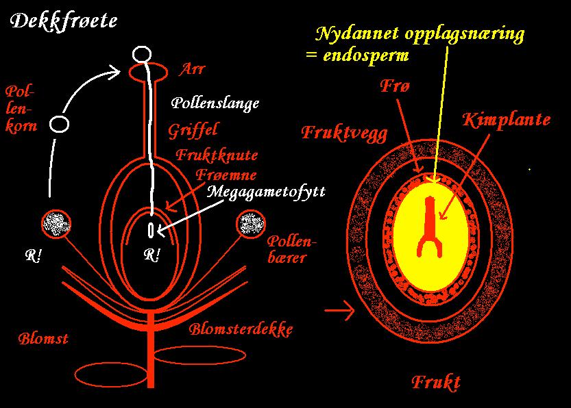 Triploid (3n) : Frøhvite Pollenbærer