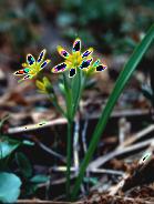 Paleoherbs ) 1 frøblad Gullstjerne Gagea lutea Blåveis